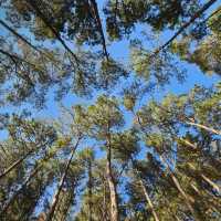 สถานีวนวัฒนวิจัยบ่อแก้ว เชียงใหม่ 🌲🌲