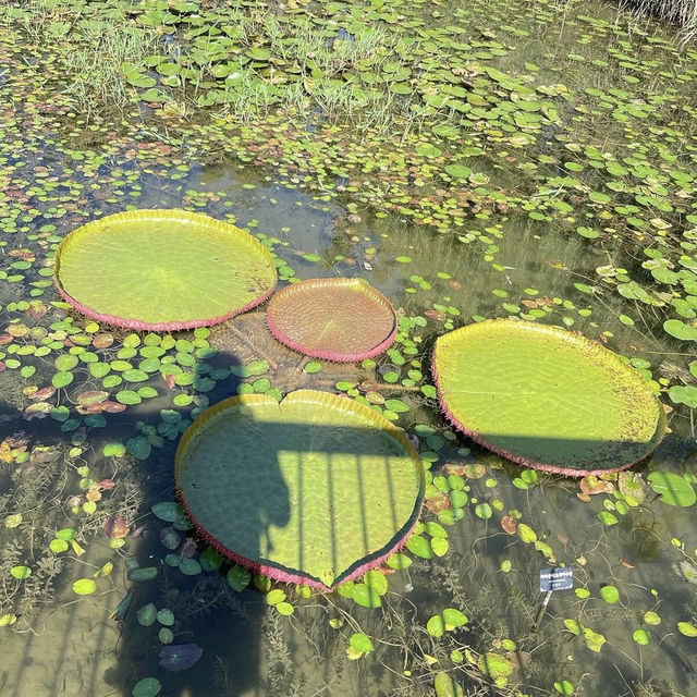 【韓国】約31000種類の植物が見られるソウル植物園🪴