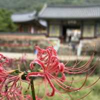 [영광] 불갑사 상사화 꽃 구경하러 가요❣️
