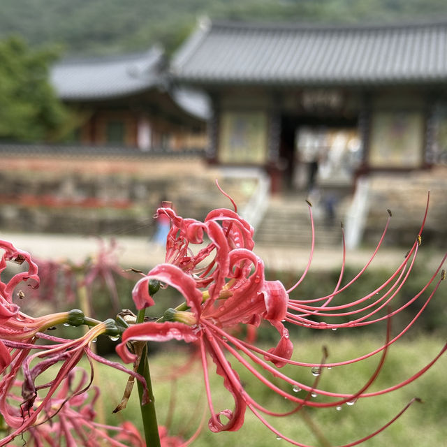 [영광] 불갑사 상사화 꽃 구경하러 가요❣️