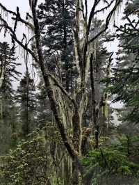Huanglong Forest is the Paradise 