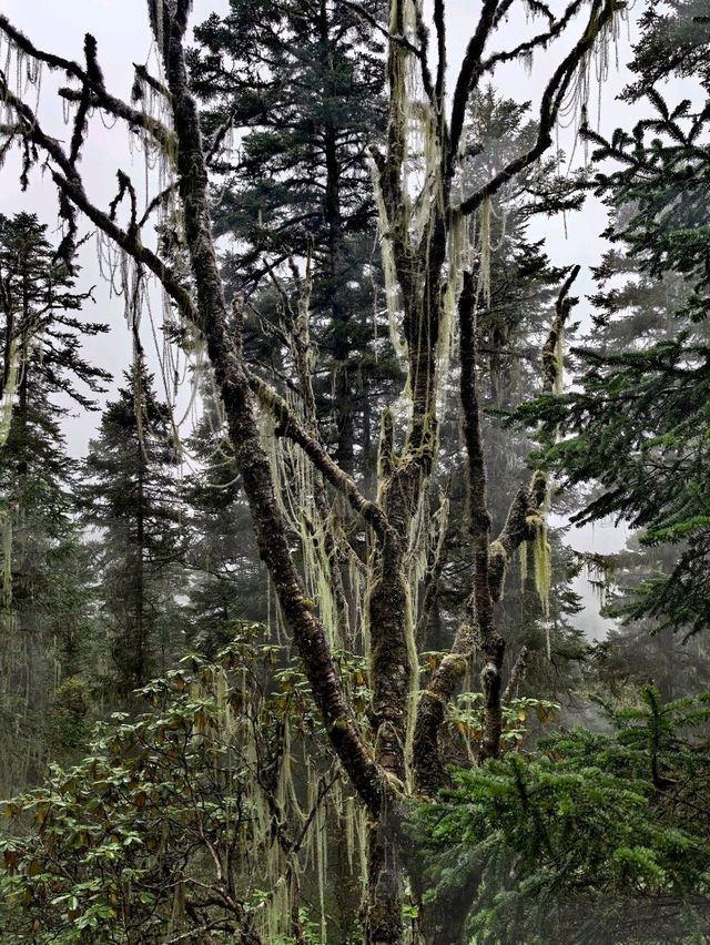 Huanglong Forest is the Paradise 