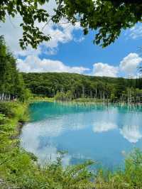 【北海道:富良野】一生に一度は行ってほしい夏の富良野観光！