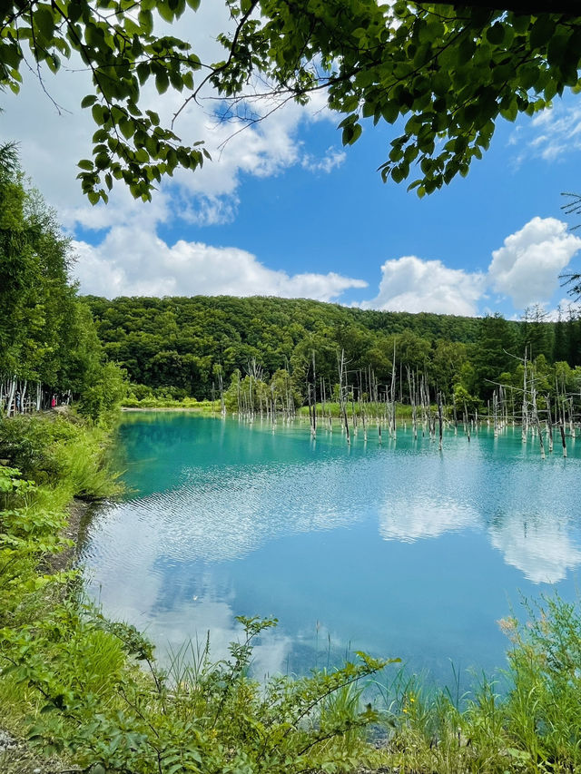 【北海道:富良野】一生に一度は行ってほしい夏の富良野観光！