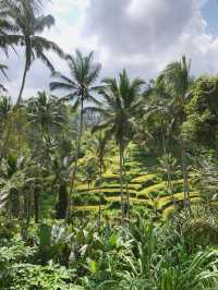 Discover the Serenity of Ubud’s Rice Fields 
