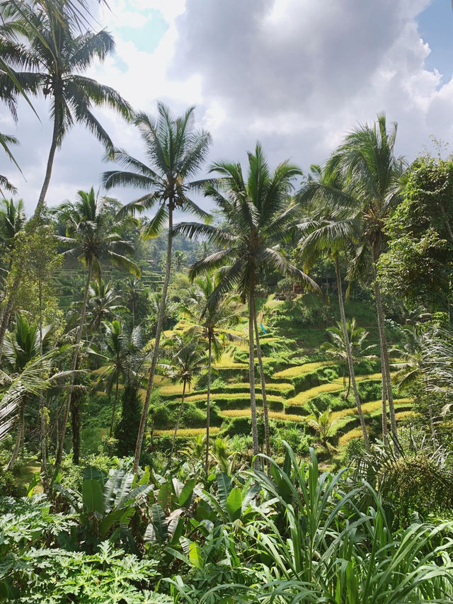 Discover the Serenity of Ubud’s Rice Fields 