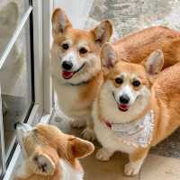 CORGI in the garden คาเฟ่คอร์กี้