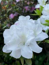 「嘉道理農場植物園春季賞杜鵑花，與大自然親密接觸」