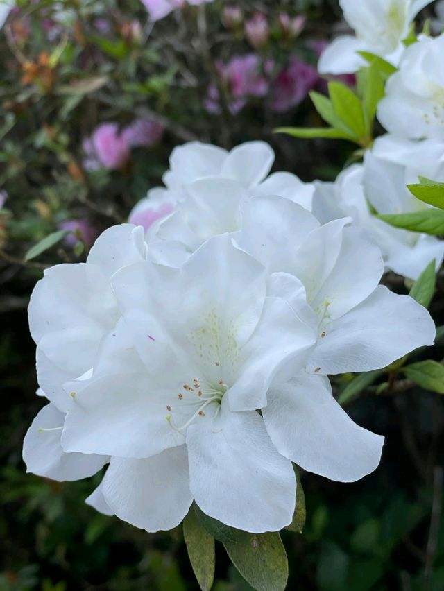 「嘉道理農場植物園春季賞杜鵑花，與大自然親密接觸」