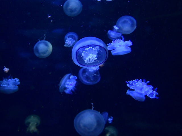 【神奈川🇯🇵】新江ノ島水族館🪼