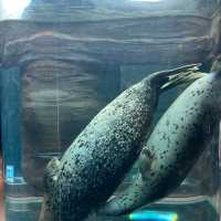 旭川景點｜亞洲觀賞極地動物最近的動物園—旭川動物園