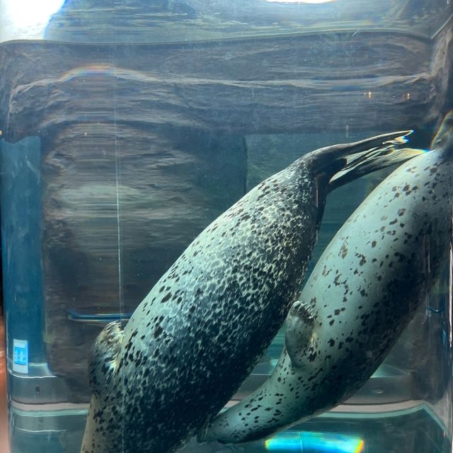 旭川景點｜亞洲觀賞極地動物最近的動物園—旭川動物園