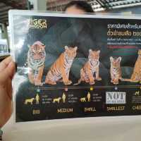 Tiger kingdom กับเหล่าแมวหางใหญ่ 🐯