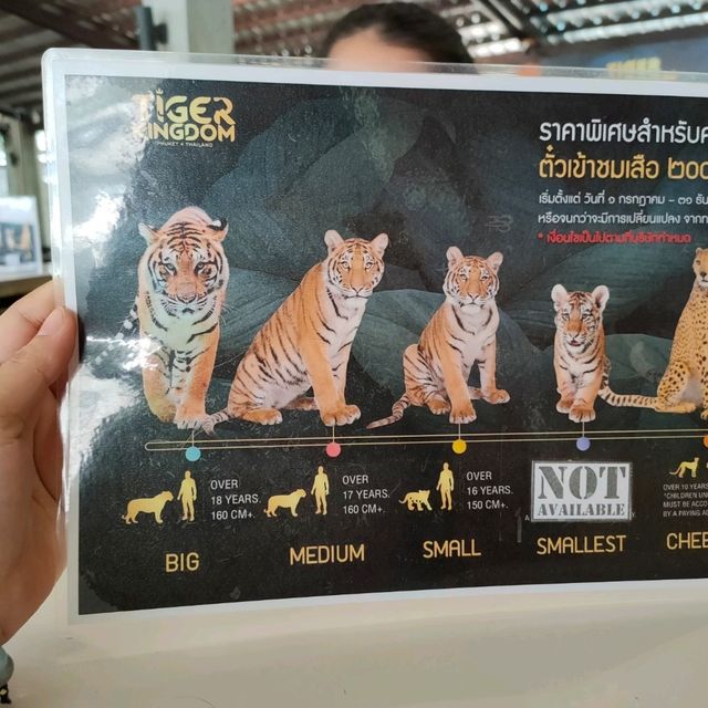 Tiger kingdom กับเหล่าแมวหางใหญ่ 🐯