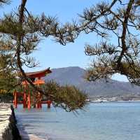 Island of Wonder: Exploring the Beauty and Charm of Miyajima!