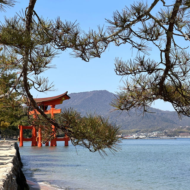Island of Wonder: Exploring the Beauty and Charm of Miyajima!