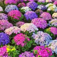一年四季都能賞花「中社觀光花市」🌹