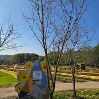 가을에 꼭 가봤으면 하는 꽃천지 , 연천 국화 축제 🌺