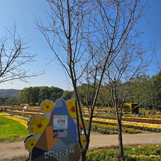 가을에 꼭 가봤으면 하는 꽃천지 , 연천 국화 축제 🌺
