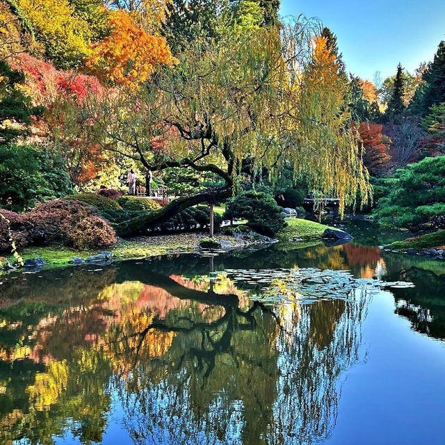 🌴大濠公園日本庭園⛳️如詩如畫🍁🌿