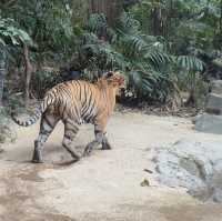 Wild Encounters: A Day at Guangzhou Safari Park