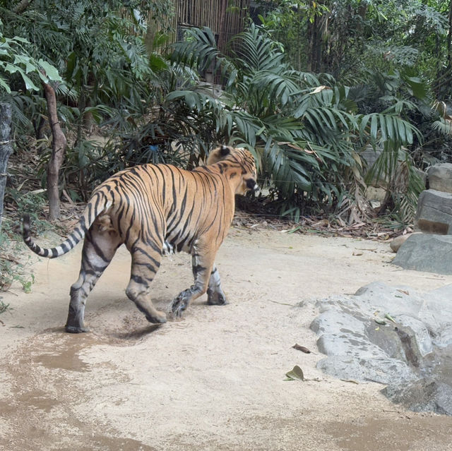 Wild Encounters: A Day at Guangzhou Safari Park