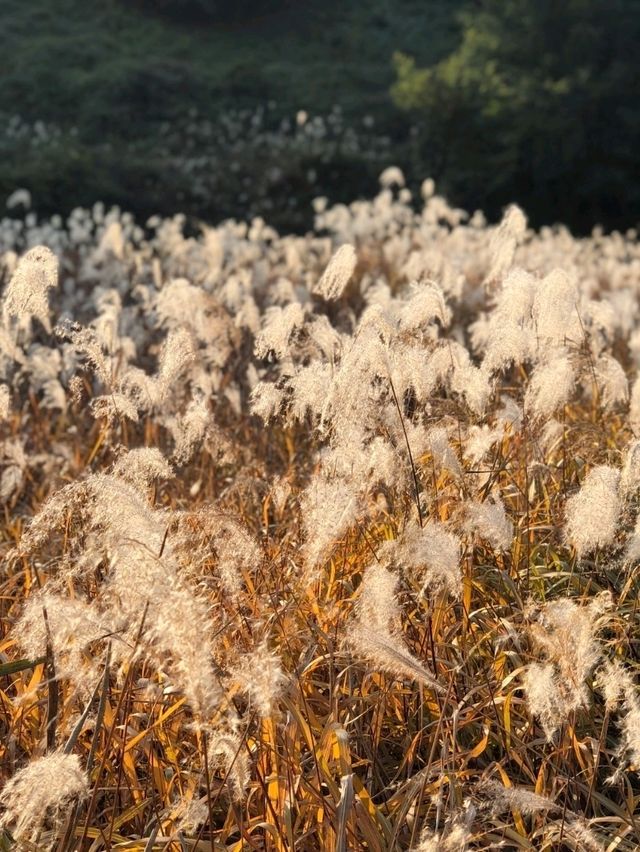 가을 풍경 즐기기에 딱! 대구 억새 갈대 명소 