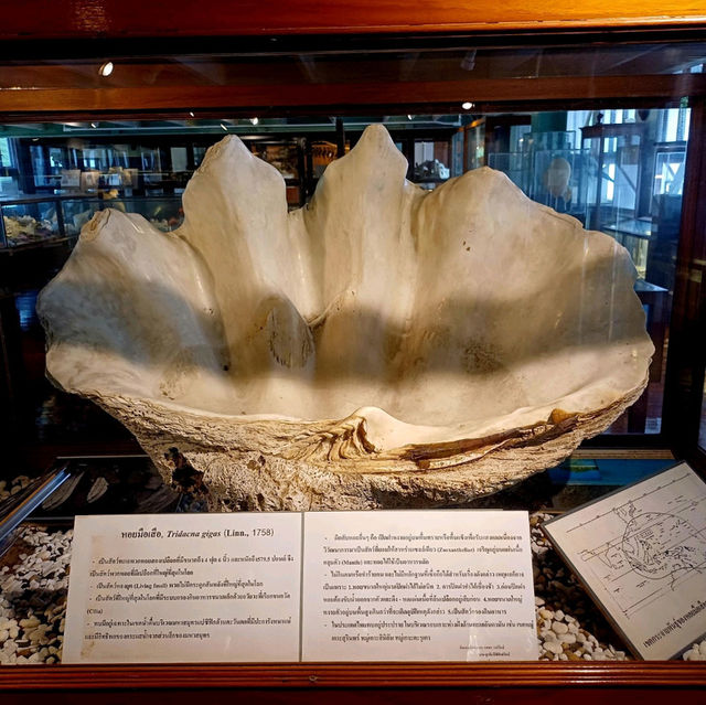 泰國曼谷朱拉隆功大学自然历史博物館，親子博物館遊覽好去處