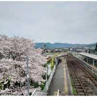 Cherry Blossom along the River