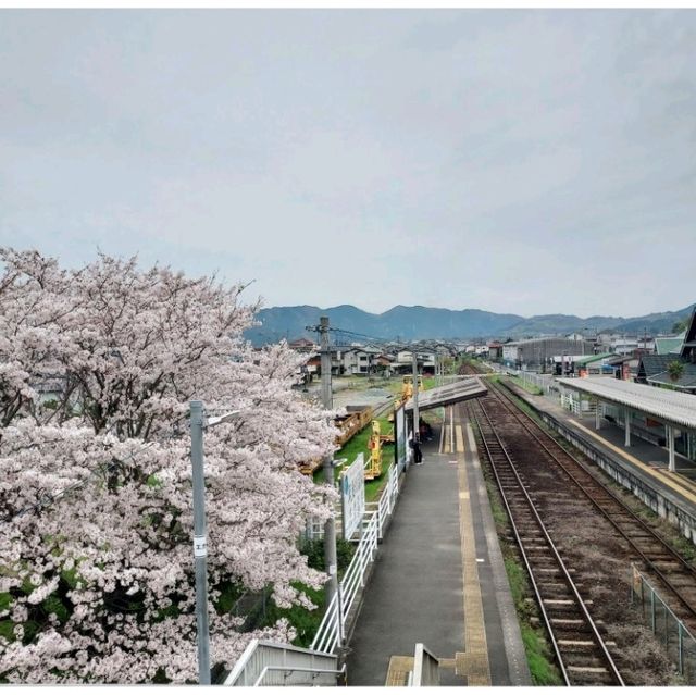 Cherry Blossom along the River
