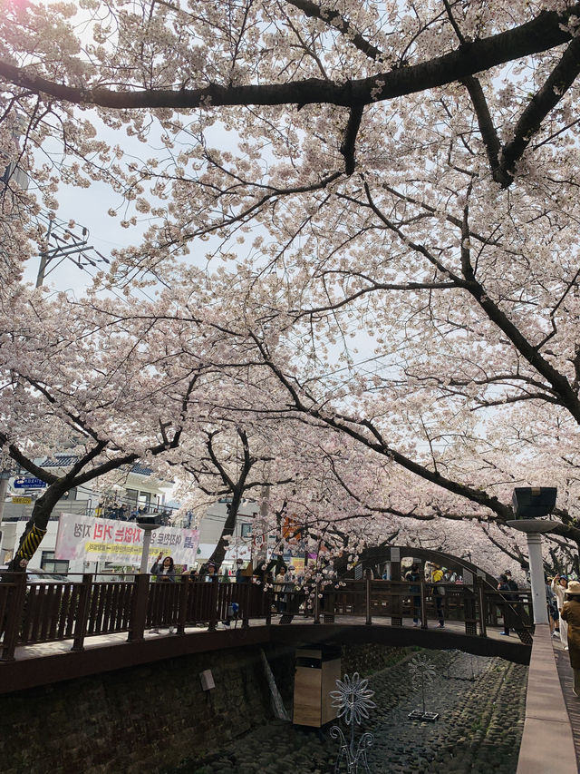 A Stroll Through the Sakura Wonderland of Yeojwacheon River