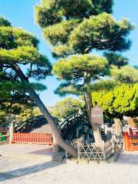 【神奈川県/鎌倉　生命力を感じる”大銀杏”の紅葉が美しい『鶴岡八幡宮』】
