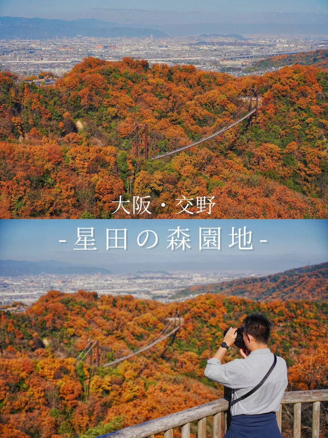 景點推薦：星田園地——紅葉季的隱藏森林秘境