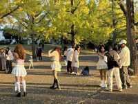 ยืนงงในดงแปะก๊วย Kumamoto