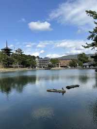🇯🇵春日獨遊奈良賞櫻🌸
