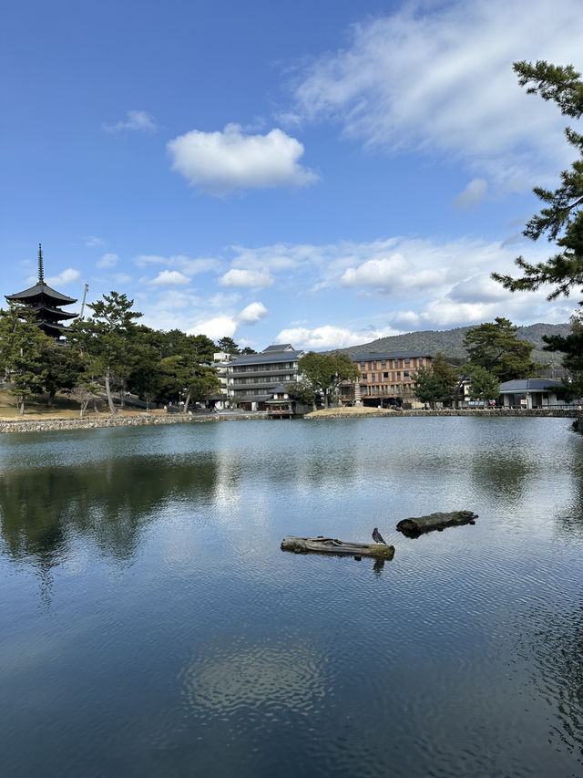 🇯🇵春日獨遊奈良賞櫻🌸