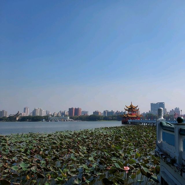 Lotus Pond @ เกาสง