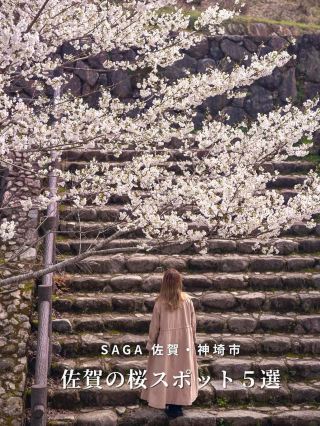 [Top 5 Cherry Blossom Spots 📍Kanzaki City, Saga]