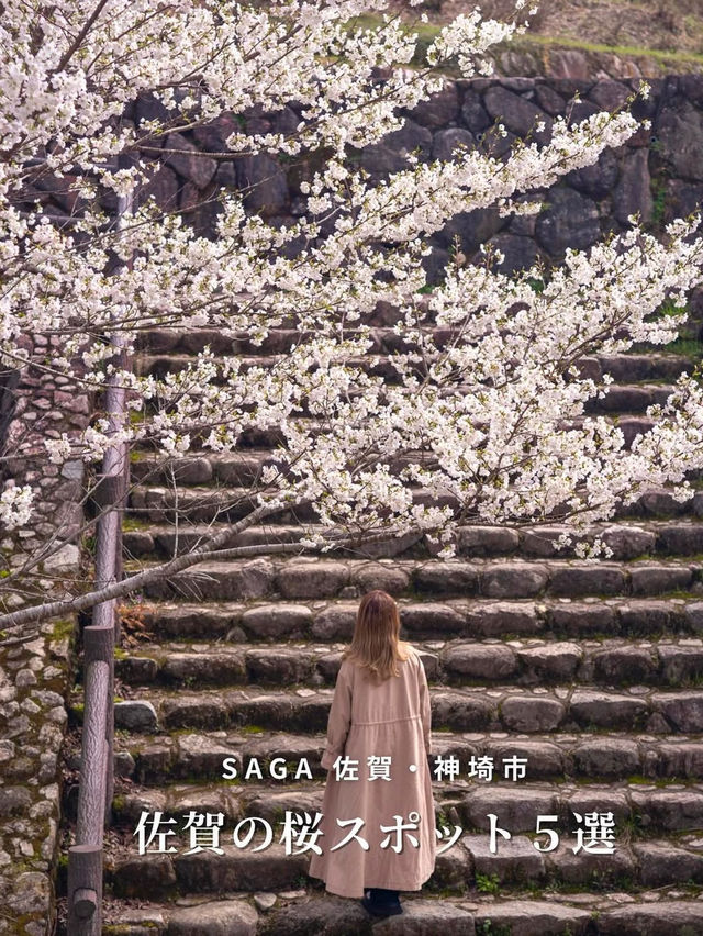 【桜スポット５選　📍佐賀・神埼市】