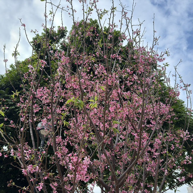 🌸 探索天水圍的櫻花之旅：感受春天的魅力 🌼