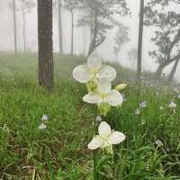 ภูสอยดาว