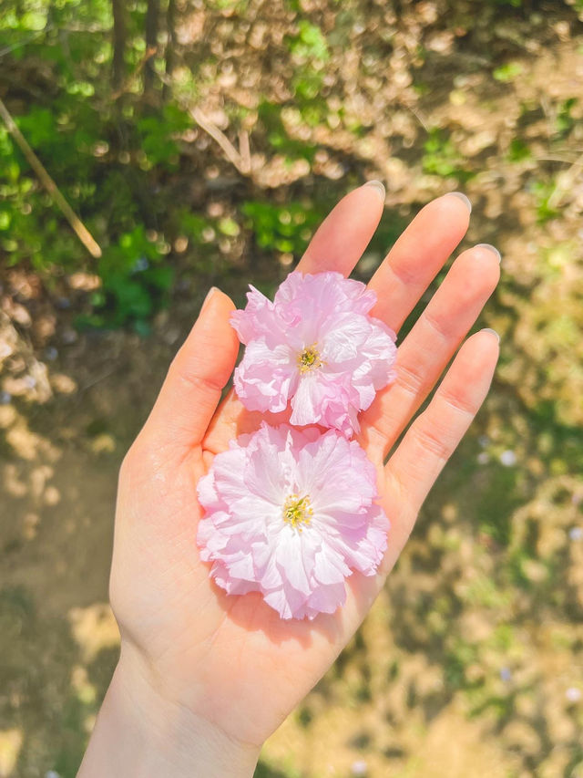 서울 벚꽃명소 🌸 보라매공원 겹벚꽃 보기