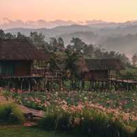 ที่พักกลางทุ่งดอกไม้...วิวปังแห่งเชียงดาว 