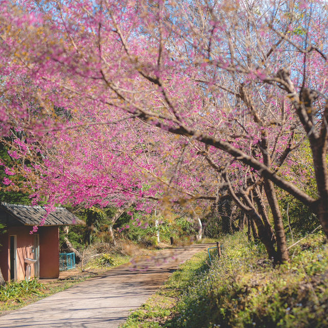 ตามล่าซากุระเมืองไทยที่ อุโมงค์ซากุระ กันค่า 🌸