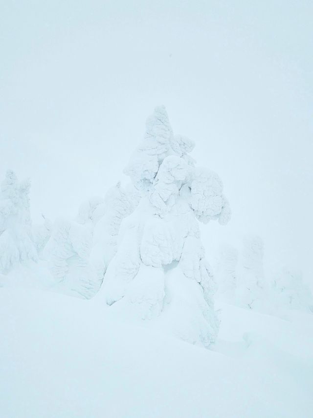 【青森】日本三大樹氷『八甲田山』