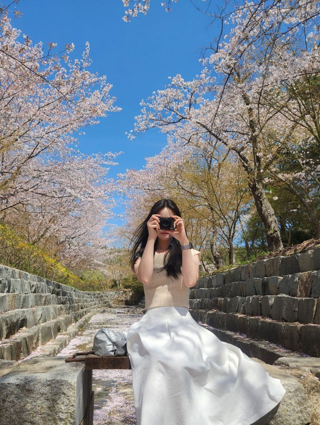 영암 벚꽃