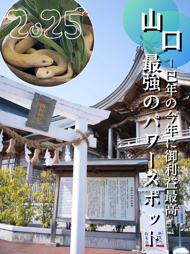 【山口】巳年だからこそ行きたい✨金運・商売繁盛・健康長寿を呼ぶシロヘビがモチーフの神社🐍