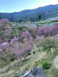 สะพานซากุระขุนวาง ดอยอินทนนท์🌸💘