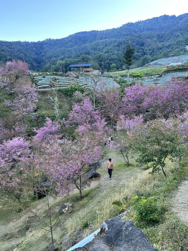 สะพานซากุระขุนวาง ดอยอินทนนท์🌸💘