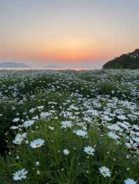 【瀬戸内海を一望する春限定の海辺の花畑】